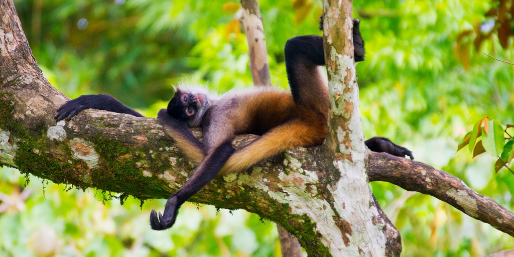 Private Transfer Service – San José ⇄ Tamarindo (GTE)