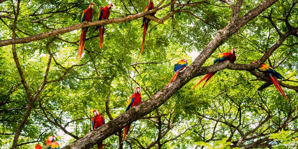 Private Transfer Service – San José ⇄ Tamarindo (GTE)