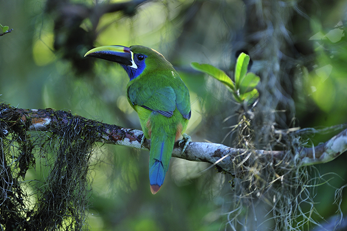 Private Transfer Service – San José ⇄ San Gerardo de Dota