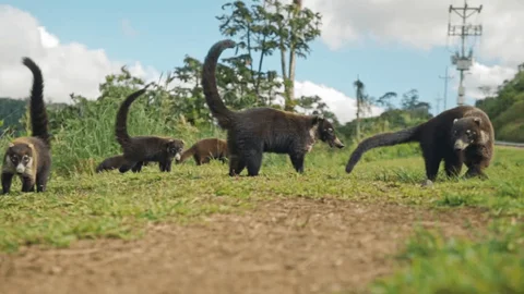 Private Transfer Service – San José ⇄ Nosara