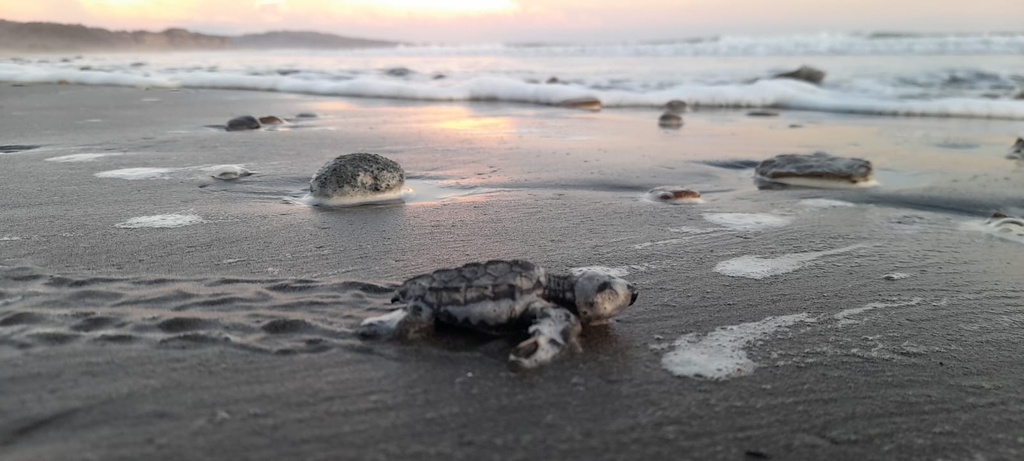 Private Transfer Service – San José ⇄ Santa Teresa