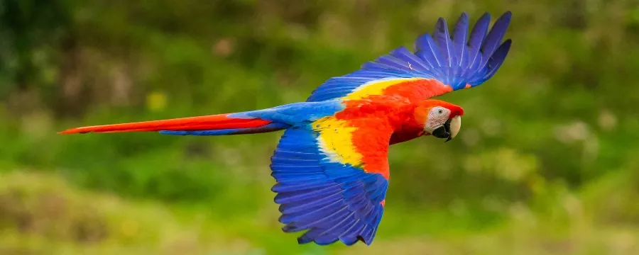 Private Transfer Service – San José ⇄ Mal País 