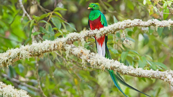 Private Transfer Service – San José ⇄ San Gerardo de Dota